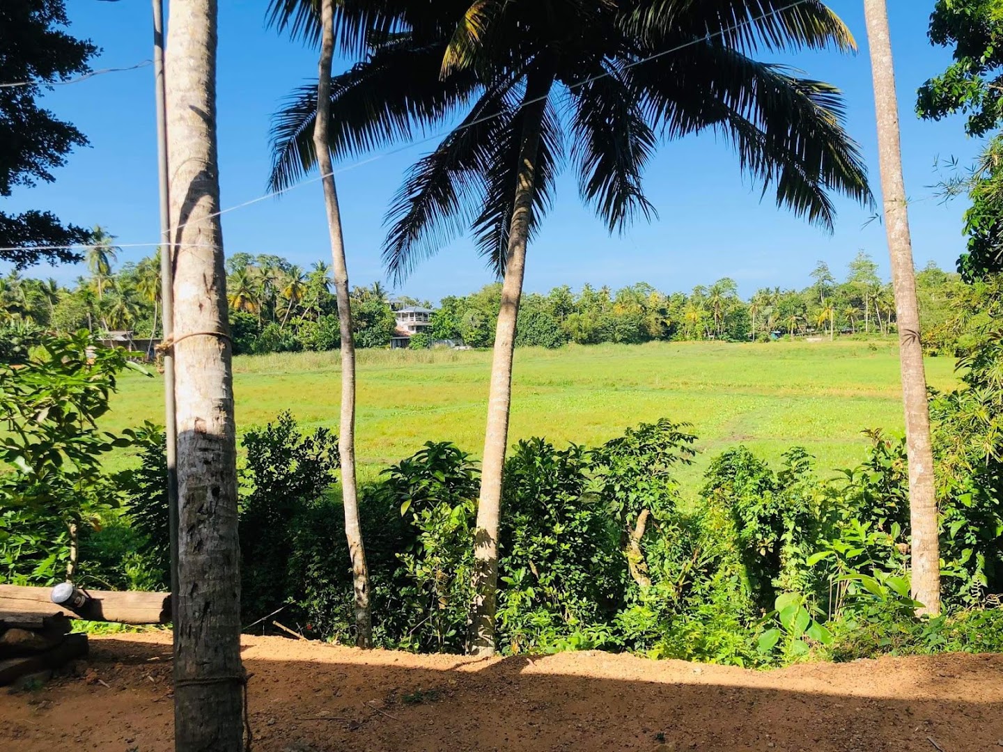 Bright green rice field framed by coconut palms