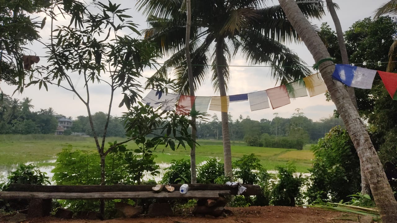 Coconut palms and flags overlooking a water-filled rice field